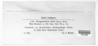 Phragmidium bulbosum image